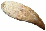 Fossil Mosasaur (Eremiasaurus) Tooth - Partial Root #259138-1